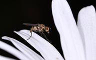 Flower Fly (female, Hydrophoria linogrisea)